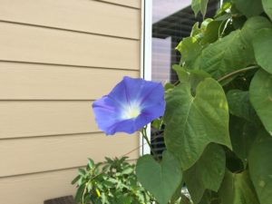 morning glory bloom