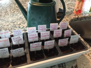 seed name tags