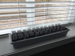 seeds window ledge