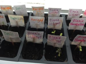 sprouting seeds