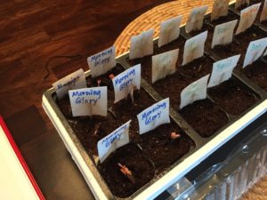 seed starter