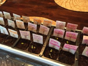 seed starter