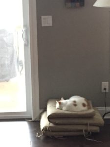 cat on cushion