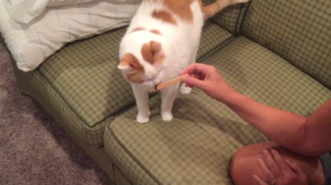 cat licking stick