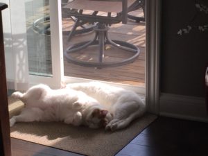 cats like sun