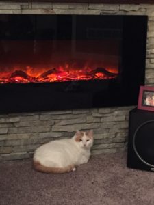 cat and fireplace
