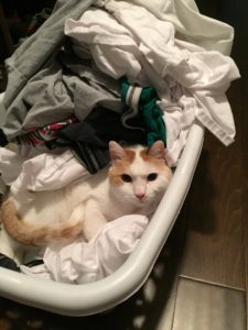 laundry basket cat