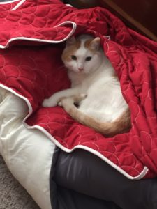 cat in blankets